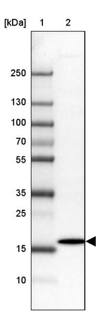 Lane 1: Marker [kDa] 250, 130, 100, 70, 55, 35, 25, 15, 10_br/_Lane 2: Human cell line U-251 MG