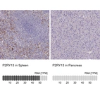 Anti-P2RY13 Antibody
