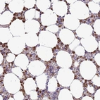 Immunohistochemical staining of human bone marrow shows moderate to strong cytoplasmic positivity in hematopoietic cells.