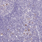Immunohistochemical staining of human lymph node shows moderate cytoplasmic positivity in non - germinal center cells.