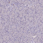 Immunohistochemical staining of human pancreas shows no positivity in exocrine glandular cells.