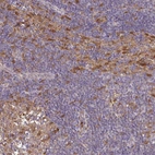Immunohistochemical staining of human lymphoid tissues shows moderate cytoplasmic positivity in non-germinal center cells.