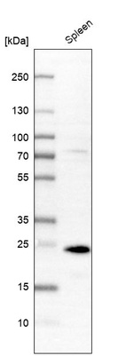 Western blot analysis in human spleen tissue.