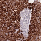 Anti-PRSS22 Antibody