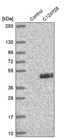Western blot analysis in control (vector only transfected HEK293T lysate) and C12orf28 over-expression lysate (Co-expressed with a C-terminal myc-DDK tag (~3.1 kDa) in mammalian HEK293T cells, LY405507).