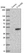 Anti-MYRFL Antibody