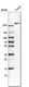Anti-CR1 Antibody