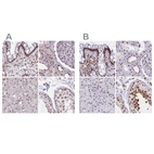 Anti-HNRNPUL1 Antibody