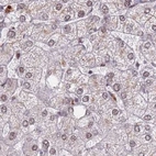 Immunohistochemical staining of human liver using Anti-HNRNPUL1 antibody HPA049475.