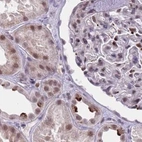Immunohistochemical staining of human kidney using Anti-HNRNPUL1 antibody HPA049475.