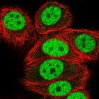 Anti-HNRNPUL1 Antibody