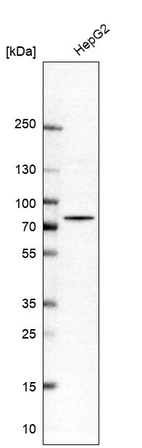 Western blot analysis in human cell line HepG2.