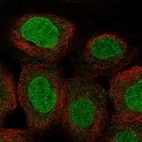 Immunofluorescent staining of human cell line A-431 shows localization to nucleoplasm & nuclear membrane.