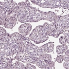 Immunohistochemical staining of human placenta shows no positivity in trophoblastic cells as expected.