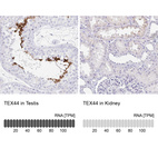 Anti-TEX44 Antibody