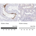 Anti-TEX44 Antibody