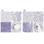 Immunohistochemical staining of human cerebral cortex, kidney, lymph node and testis using Anti-TEX44 antibody HPA049917 (A) shows similar protein distribution across tissues to independent antibody HPA056433 (B).