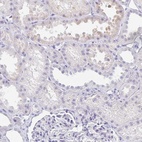 Immunohistochemical staining of human kidney shows low expression as expected.