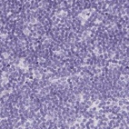 Immunohistochemical staining of human lymph node using Anti-TEX44 antibody HPA049917.