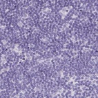 Anti-TEX44 Antibody