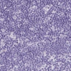 Immunohistochemical staining of human lymph node using Anti-TEX44 antibody HPA049917.