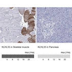 Anti-KLHL33 Antibody