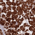 Anti-CACNG5 Antibody