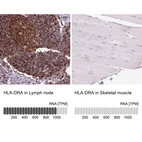 Anti-HLA-DRA Antibody