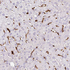 Anti-HLA-DRA Antibody