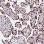 Immunohistochemical staining of human placenta shows strong nuclear positivity in trophoblastic cells.