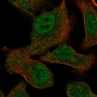 Anti-MEGF9 Antibody