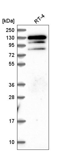Anti-KRBA1 Antibody