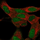 Immunofluorescent staining of human cell line SH-SY5Y shows localization to nucleus.