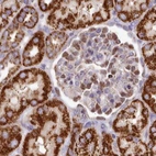 Immunohistochemical staining of human kidney using Anti-HSDL2 antibody HPA050453.