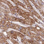 Immunohistochemical staining of human liver using Anti-HSDL2 antibody HPA050453.