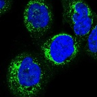 Immunofluorescent staining of human cell line A-431 shows localization to mitochondria.