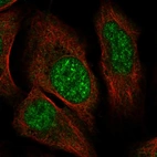 Immunofluorescent staining of human cell line U-2 OS shows localization to nuclear speckles.