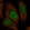 Anti-ZNF304 Antibody
