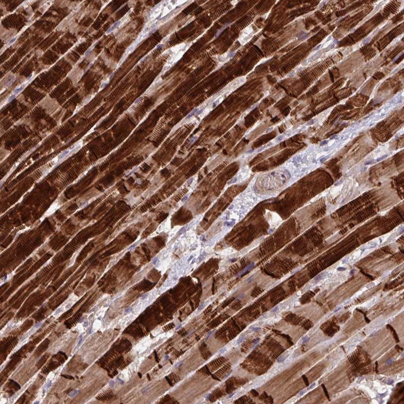 Anti-INTS10 Antibody
