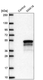 Western blot analysis in control (vector only transfected HEK293T lysate) and MAK16 over-expression lysate (Co-expressed with a C-terminal myc-DDK tag (~3.1 kDa) in mammalian HEK293T cells, LY410084).