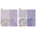 Anti-POU1F1 Antibody