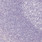 Anti-POU1F1 Antibody