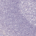 Immunohistochemical staining of human tonsil shows no positivity in non-germinal center cells as expected.