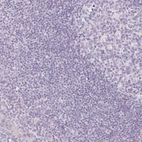 Immunohistochemical staining of human tonsil shows no positivity in non-germinal center cells as expected.
