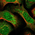 Immunofluorescent staining of human cell line U-2 OS shows localization to nucleoplasm & mitochondria.