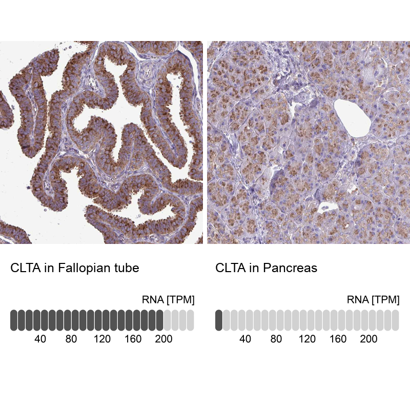 Anti-CLTA Antibody