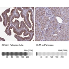 Anti-CLTA Antibody