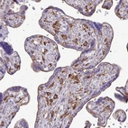 Immunohistochemical staining of human placenta shows moderate to strong cytoplasmic positivity in Hofbauer cells.