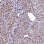 Immunohistochemical staining of human pancreas shows weak to moderate cytoplasmic positivity in exocrine glandular cells.