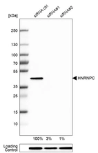 Western blot analysis in U-251MG cells transfected with control siRNA, target specific siRNA probe #1 and #2, using Anti-HNRNPC antibody. Remaining relative intensity is presented. Loading control: Anti-PPIB.